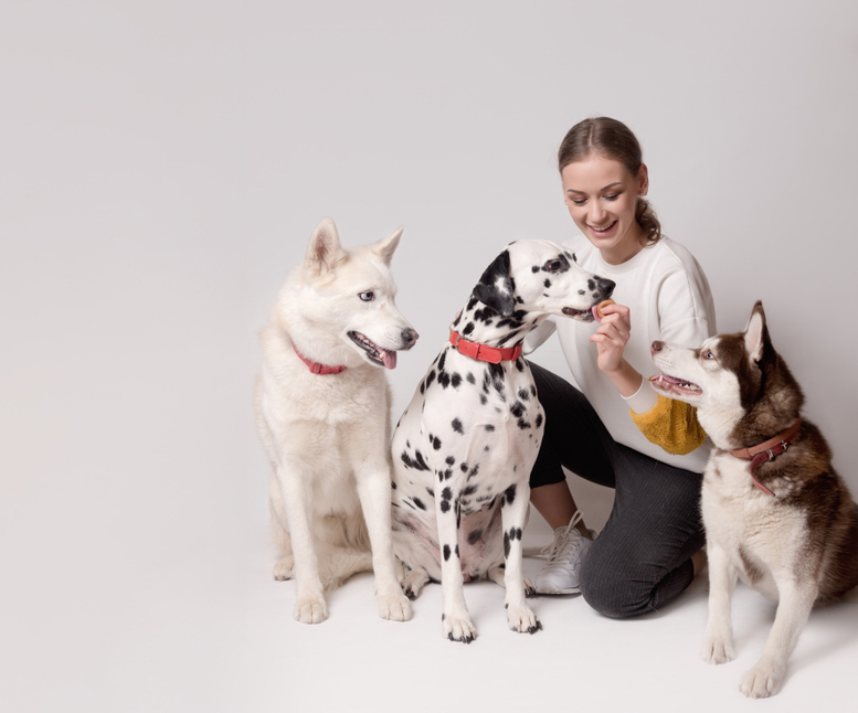 SIIILON Dear DOG trainer 犬 シーロン SIIILON Dear DOG trainer （SIIILON Dear DOG trainer | trava
